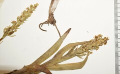 Platanthera hyperborea