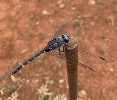 Zygonoides fuelleborni