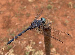 Zygonoides fuelleborni