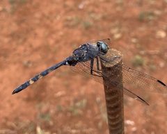 Zygonoides fuelleborni