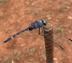 Zygonoides fuelleborni