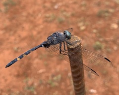 Zygonoides fuelleborni