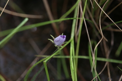 Byblis liniflora