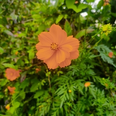 Cosmos bipinnatus