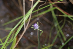 Byblis liniflora