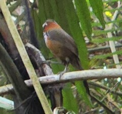 Pomatorhinus musicus