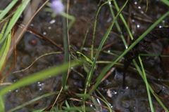 Byblis liniflora