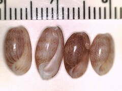 Bulla occidentalis