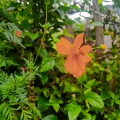 Cosmos bipinnatus