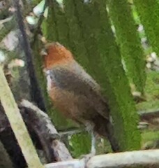 Pomatorhinus musicus