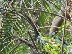 Pomatorhinus musicus