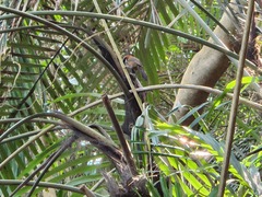 Pomatorhinus musicus