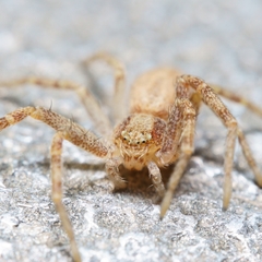 Philodromus
