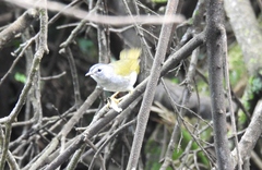 Myiothlypis leucoblephara