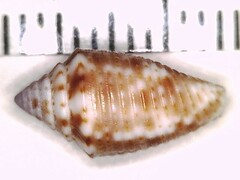 Conasprella stearnsii