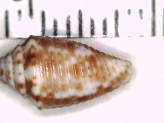 Conasprella stearnsii