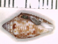 Conasprella stearnsii