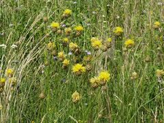 Centaurea orientalis