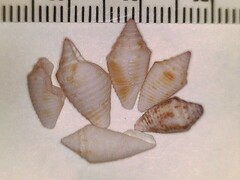 Conasprella stearnsii