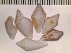 Conasprella stearnsii