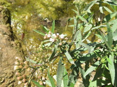 Pluchea salicifolia