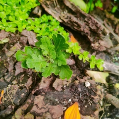 Chrysanthemum morifolium
