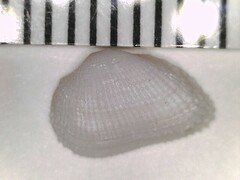 Arcopsis adamsi
