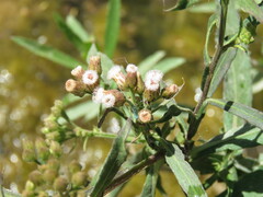 Pluchea salicifolia