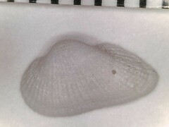 Arcopsis adamsi
