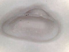 Arcopsis adamsi