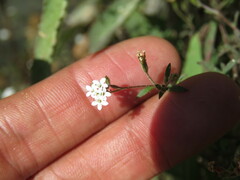 Stevia trifida