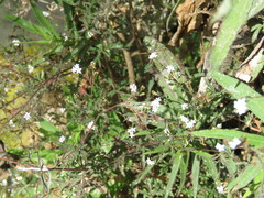 Stevia trifida