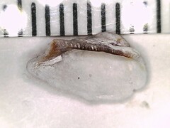 Lamarcka imbricata