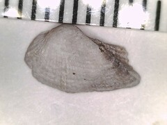 Lamarcka imbricata