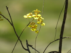 Trichocentrum pendulum