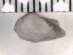 Lamarcka imbricata