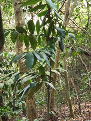 Diospyros blancoi