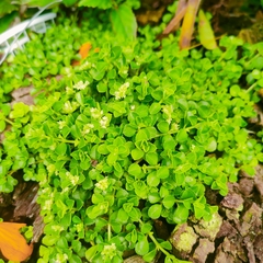 Chrysosplenium oppositifolium