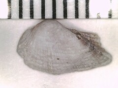 Lamarcka imbricata
