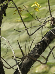 Trichocentrum pendulum