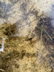 Bufo spinosus
