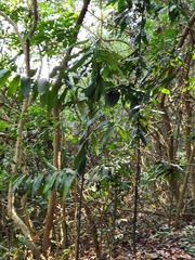 Diospyros blancoi