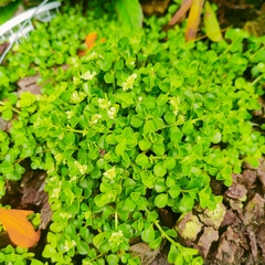 Chrysosplenium oppositifolium