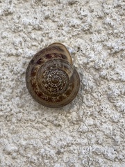 Eobania vermiculata