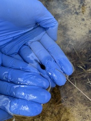 Bufo spinosus