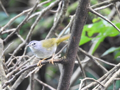 Myiothlypis leucoblephara