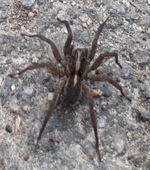 Trochosa terricola