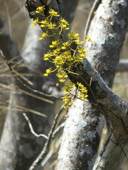 Trichocentrum pendulum