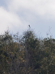 Aphelocoma coerulescens