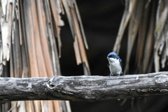 Pygochelidon cyanoleuca